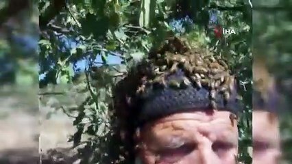 Bu ne cesaret! Üzerine binlerce arı konuyor, onun kılı kıpırdamıyor