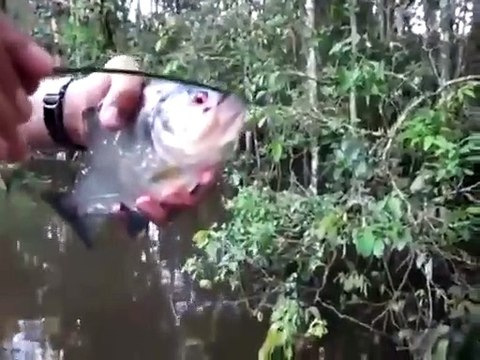 Demo de la puissance de la mâchoire du piranha