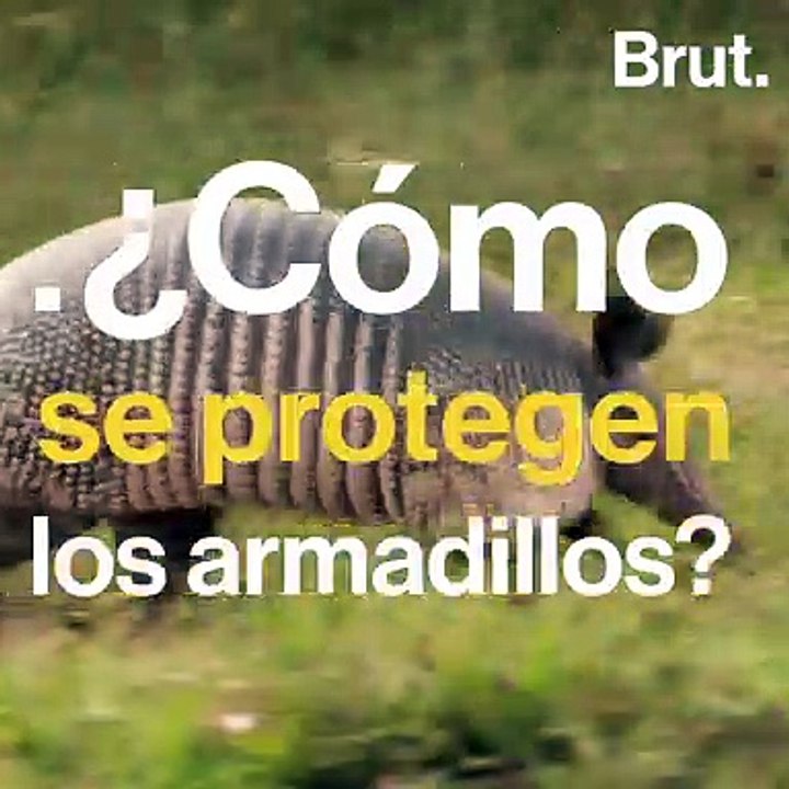 ¿Cómo se protegen armadillos?