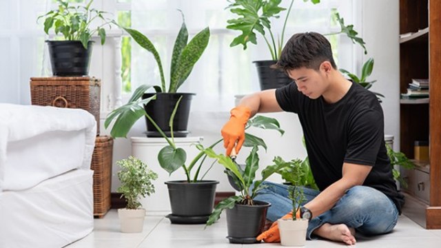 Tak Hanya Percantik Rumah, Ini Manfaat Lain Pelihara Tanaman Hias