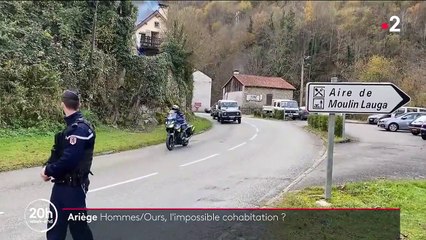 Ariège : après avoir été blessé, un chasseur tue une ourse