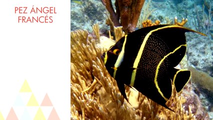 10 Animales más fieles que tú