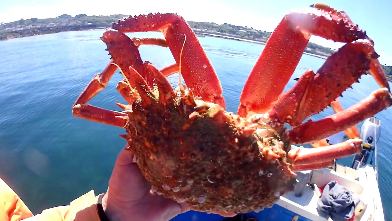 Big Spider Crabs