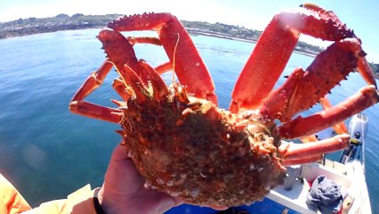 Big Spider Crabs