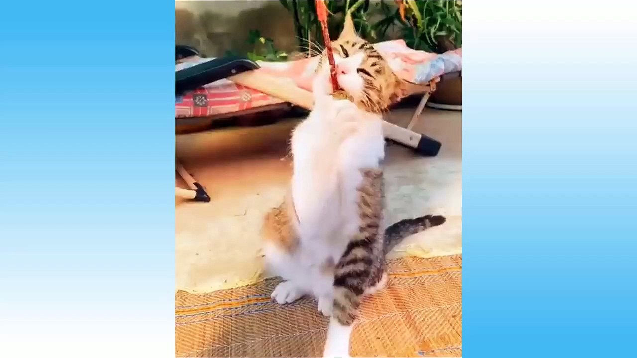 Funniest Pets Don'T Try To Hold Back Laughter