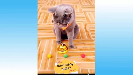 Funniest Pets Don'T Try To Hold Back Laughter