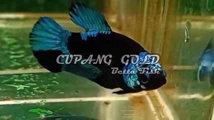 CUPANG BETINA --- BLACK AVATAR --- BETTA FISH --- BEST QUALITY