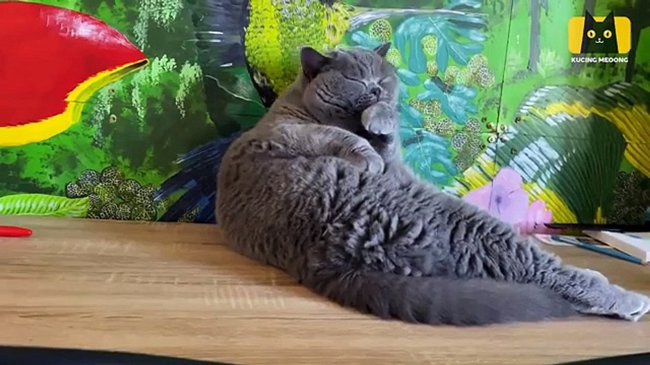 Cat Lovers - 10 Jenis Kucing Termahal di Dunia- Ada yang Harganya Setara Rumah