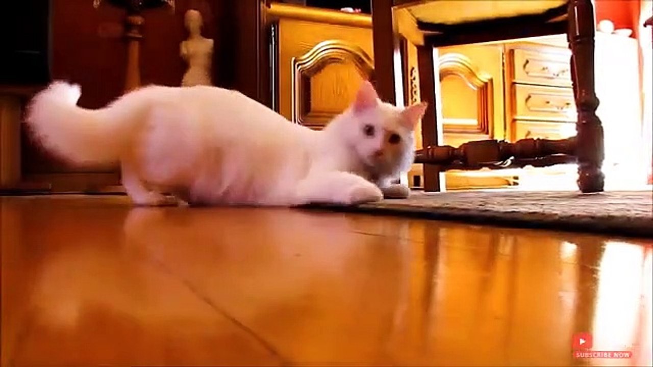 5 Jenis Kucing yang Paling Populer di Indonesia - Cat Lovers