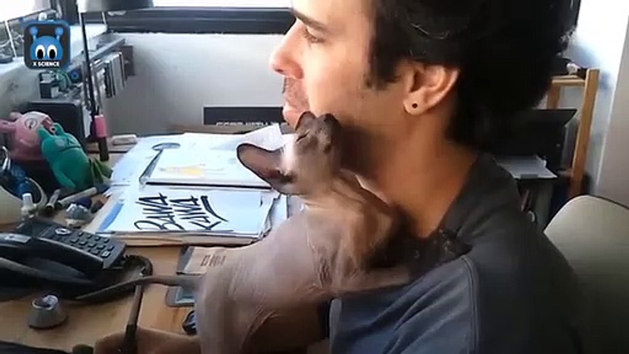 Cat Lovers -  7 Jenis Kucing Termahal di Dunia