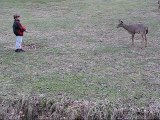 Wildlife Feeding Deer