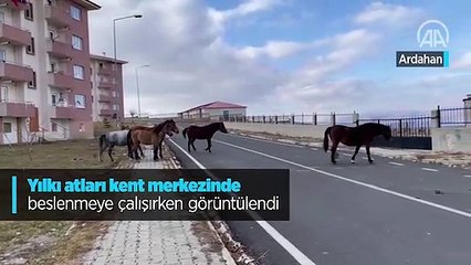 Yılkı atları kent merkezinde beslenmeye çalışırken görüntülendi