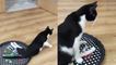 'Paralyzed cat walks around the room with his favorite tray '