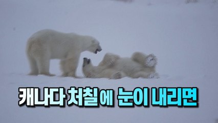 [#세상만사] UFC 선수처럼 장난하는 북극곰 두 마리 / YTN