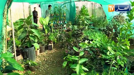 غليزان: أبو بكر ..صاحب مشروع مشتلة لأشجار الزينة حلمه تطوير نشاطه