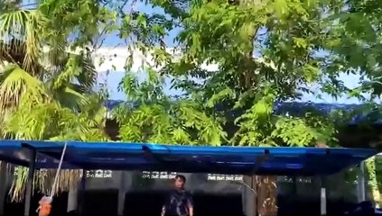 "ตัวเงินตัวทอง" ปีนต้นไม้สูง 10 เมตร ต้องส่อง "เลขเด็ด1/12/64" แล้ว (มีคลิป)