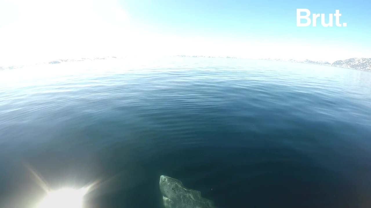 The rare and elusive sharks that live for hundreds of years