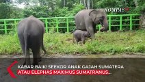 Anak Gajah Sumatera Lahir di Tangkahan, Populasi Gajah Bertambah!