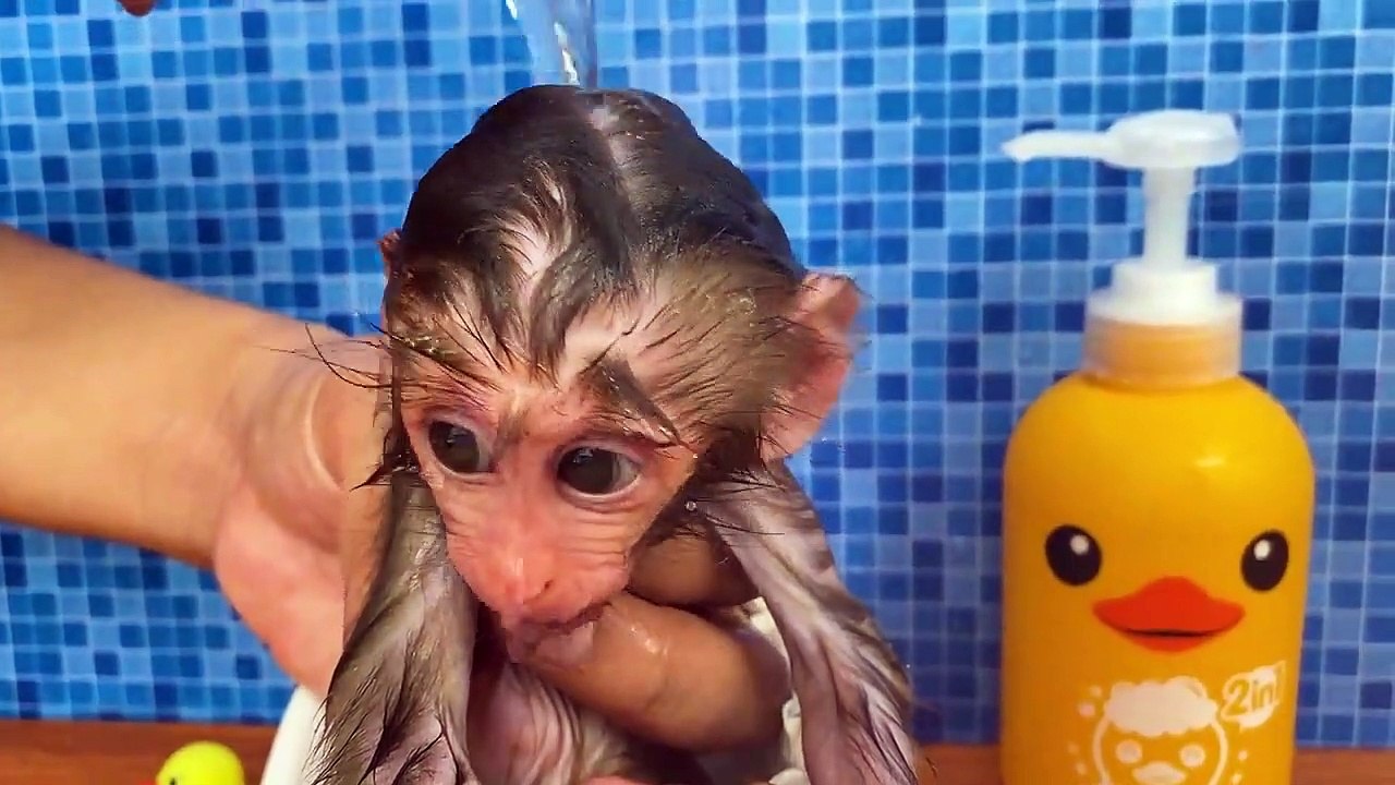 Baby monkey Bon Bon bath in the bathtub and playing with the puppy So cute
