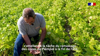 Le coco de Paimpol