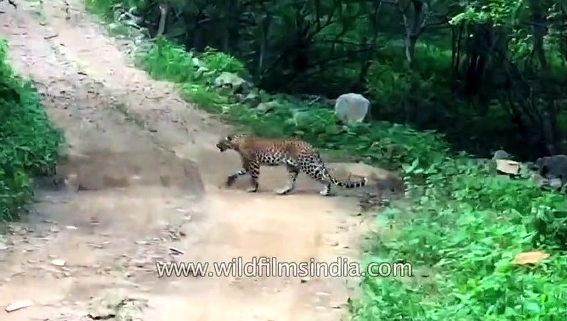 ⁣Leopard Vs Dog _ scaredy-cat leopard loses!