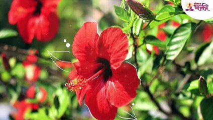 तुमच्या दारात जास्वंदीच्या फुलाचे झाड आहे का?