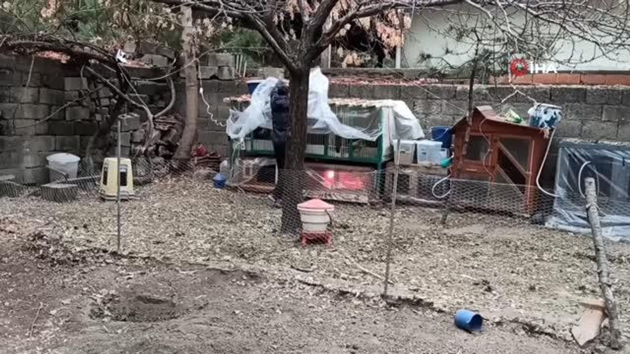 Kaybolan Japon horoz Yakohoma 3 günlük arama çalışması sonucu bulundu