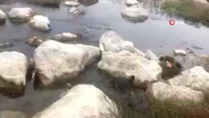 Tedavisi tamamlanan sakarmeke kuşu doğaya salındı