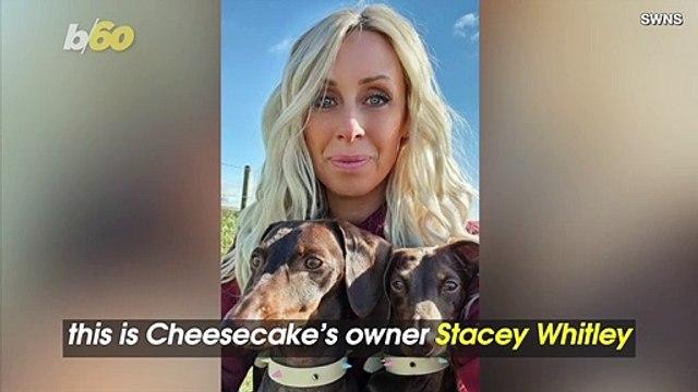 Aww! Weiner Dog Gives Birth to a Massive Litter of 10 Puppies