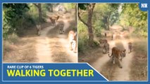 Extremely rare footage captured on camera as 6 tigers seen walking together in Maharashtra
