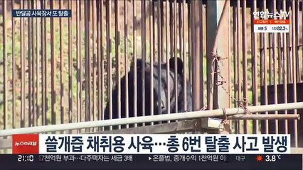용인 농장서 반달곰 5마리 탈출…2마리 못찾아