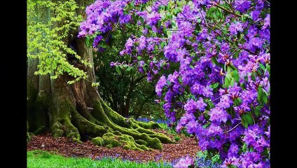 Mısırlar Saçak Saçak Video Mesut Dinç