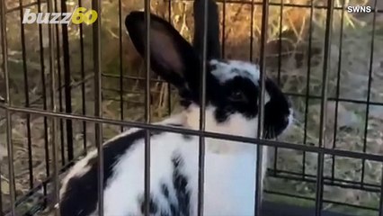 This Rabbit Had a Sweet Rescue Thanks to The Dedication of One Very Special Woman