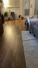 Dennis the Dog Does Cute Little Dance