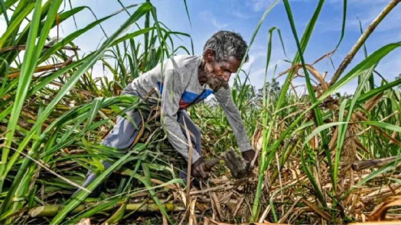 The political power of sugarcane farmers of wes...