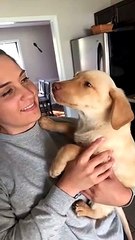 Sleepy Lab Puppies Have Big Yawns