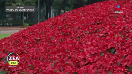 ¡Ya empieza la  temporada de nochebuenas!