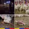 L214 : Images chocs du plus grand élevage de poulet en France
