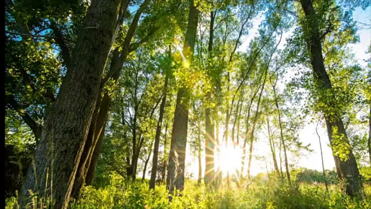 Troyes : une forêt urbaine et dense de 1300 arbres plantés à l’UTT