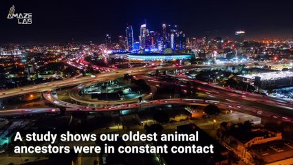 Is it Possible That We Evolved From a Living Internet?