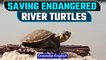 The Yellow Spotted Endangered River Turtle in Peru | Oneindia News