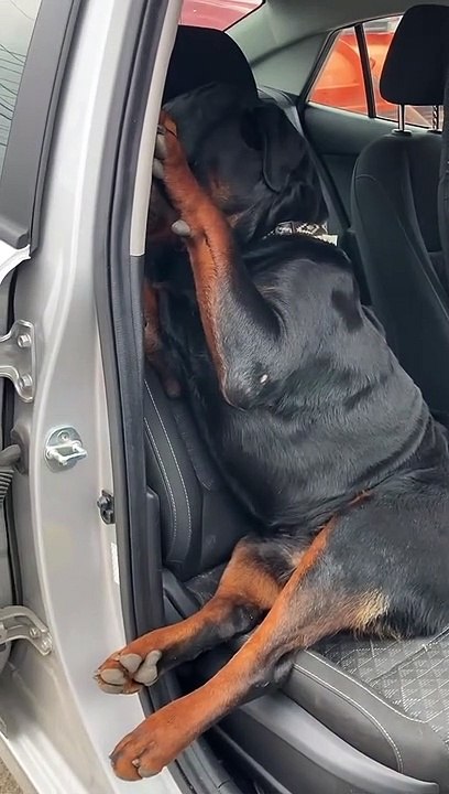 Rottweiler Refuses to Leave Front Seat