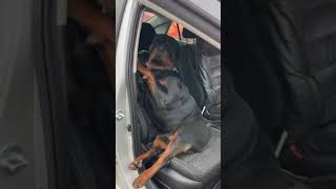 Rottweiler Refuses to Leave Front Seat