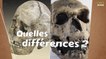 Homo sapiens et homme de Neandertal : quelles sont les différences ?
