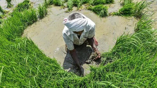 Farm laws repealed: MSP the best way to ensure income of farmers?