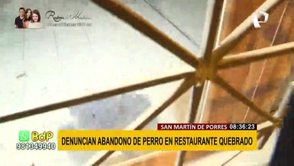 SMP: denuncian abandono de perro en local de restaurante quebrado