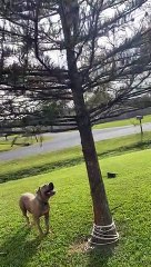 Cat in Tree Tries to Escape From Dog