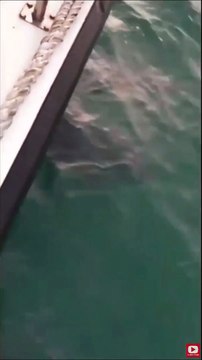 Amazing footage of dolphins swimming alongside fishing boat off Shoreham coast