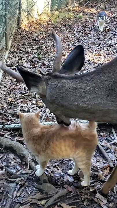 Deer with Yellow Cat