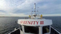 Dolphins Play Around a Boat at the Farne Islands